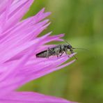 Grünlicher Scheinbockkäfer (Oedemera lurida) auf Flockenblume