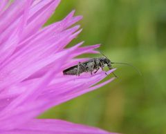 Grünlicher Scheinbockkäfer (Oedemera lurida) auf Flockenblume