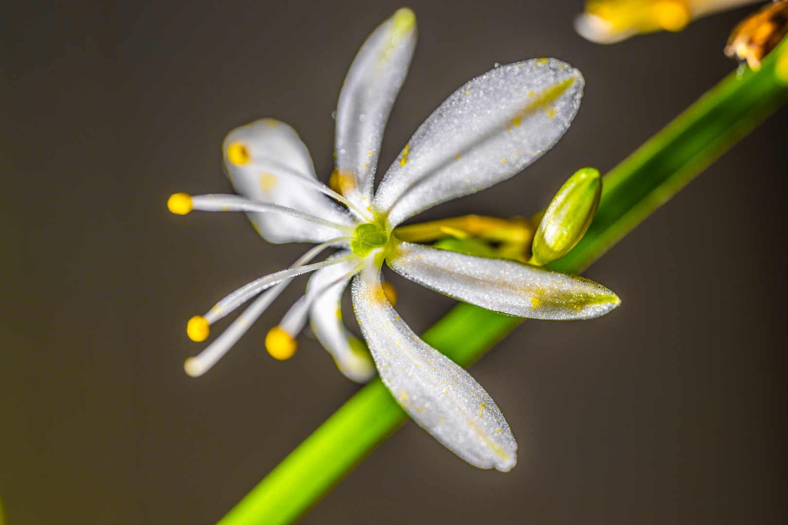 Grünlilie Blüte