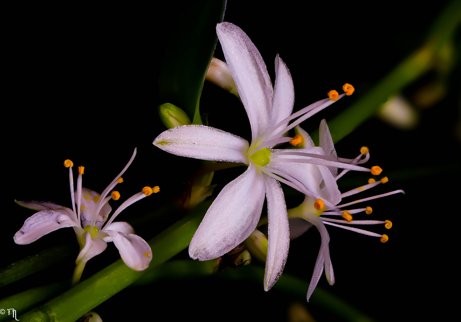 Grünlilie (Chlorophytum comosum)