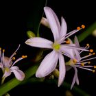 Grünlilie (Chlorophytum comosum)