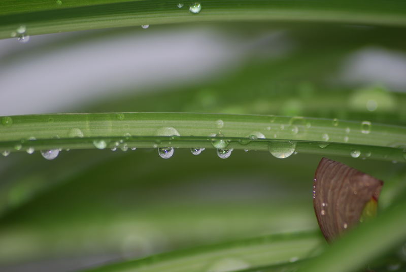 Grünlilie nach Dusche