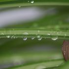 Grünlilie nach Dusche