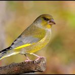 - Grünling - ( Carduelis chloris )