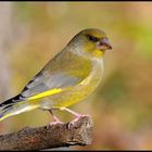 - Grünling - ( Carduelis chloris )