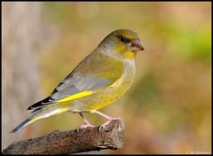 - Grünling - ( Carduelis chloris )