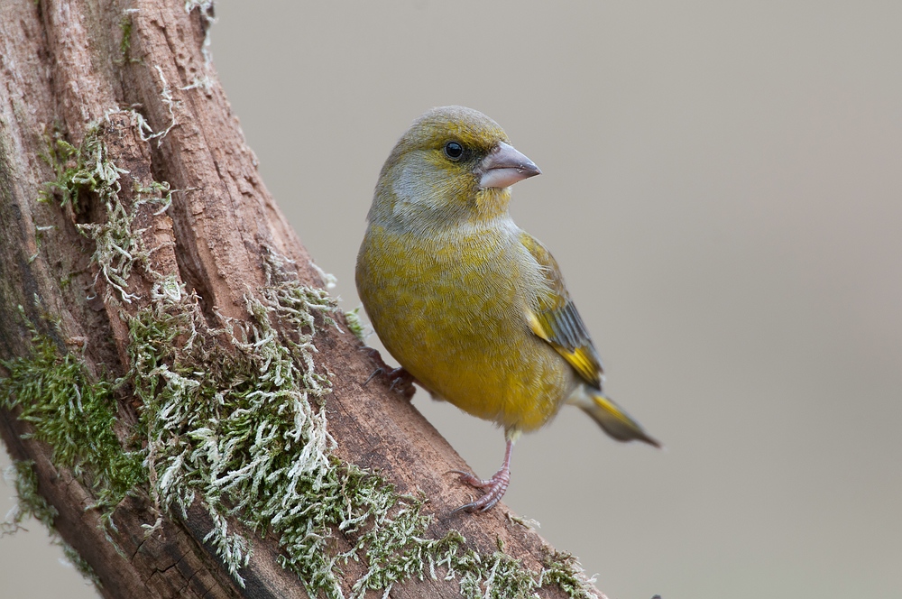 Grünling (Carduelis chloris), auch Grünfink