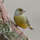 Grünling (Carduelis chloris), auch Grünfink