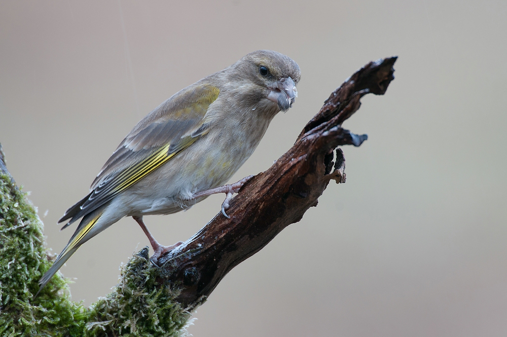 Grünling (Carduelis chloris), auch Grünfink