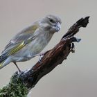 Grünling (Carduelis chloris), auch Grünfink