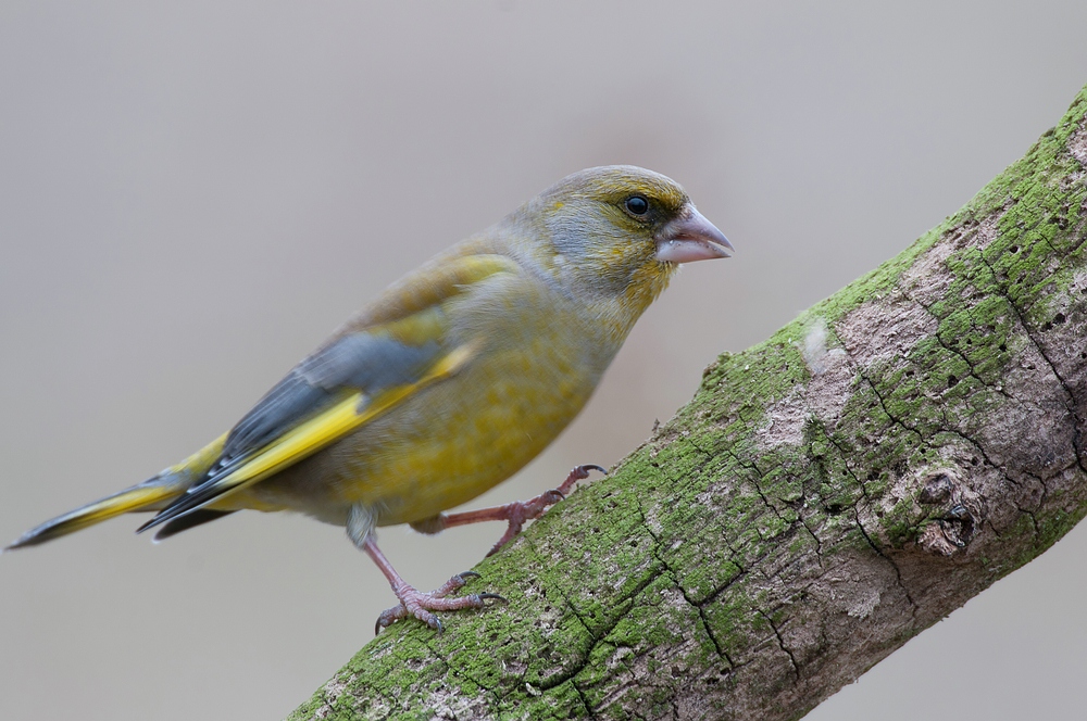 Grünling (Carduelis chloris), auch Grünfink