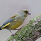 Grünling (Carduelis chloris), auch Grünfink