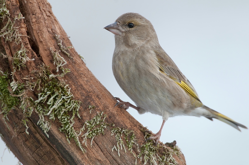 Grünling (Carduelis chloris), auch Grünfink