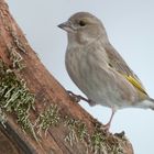 Grünling (Carduelis chloris), auch Grünfink