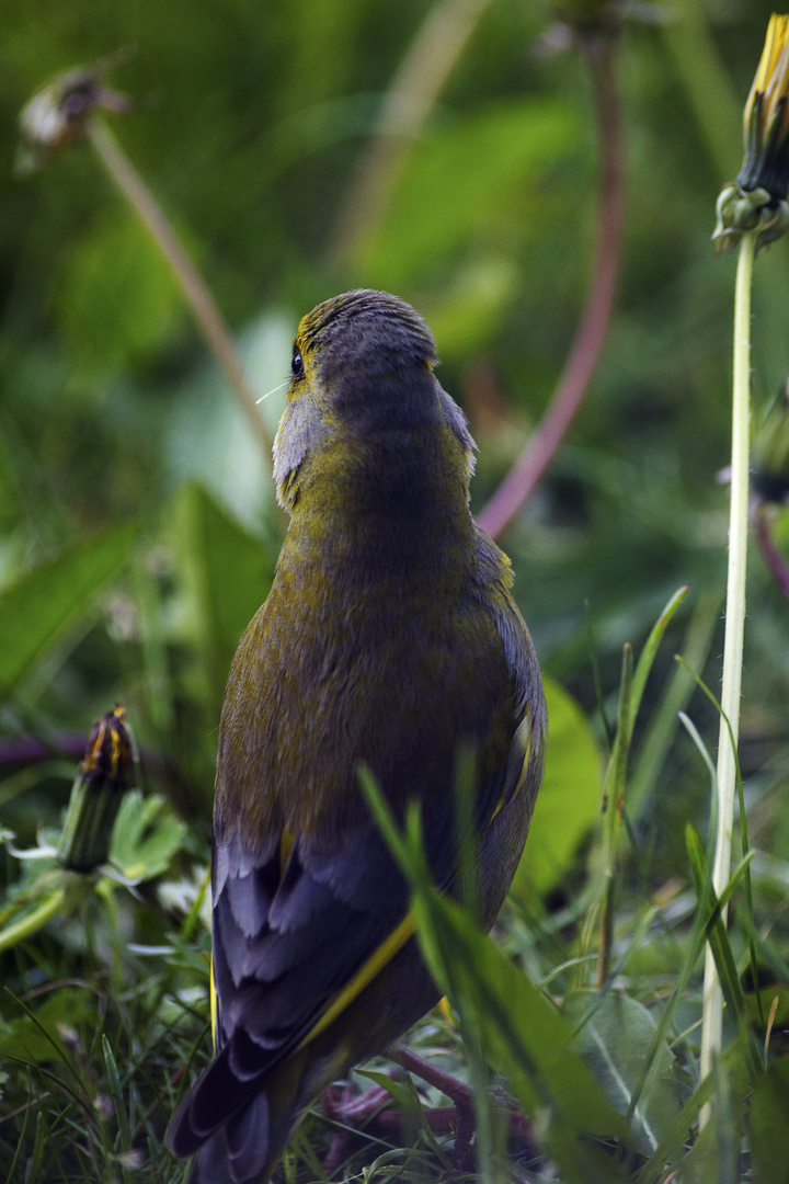 Grünling (Carduelis chloris)