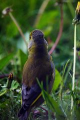 Grünling (Carduelis chloris)