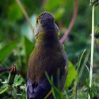 Grünling (Carduelis chloris)