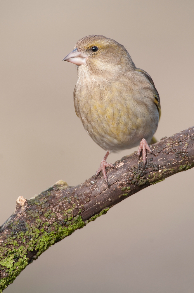 Grünling (Carduelis chloris),auch Grünfink