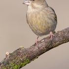 Grünling (Carduelis chloris),auch Grünfink