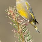 Grünling (Carduelis chloris),auch Grünfink