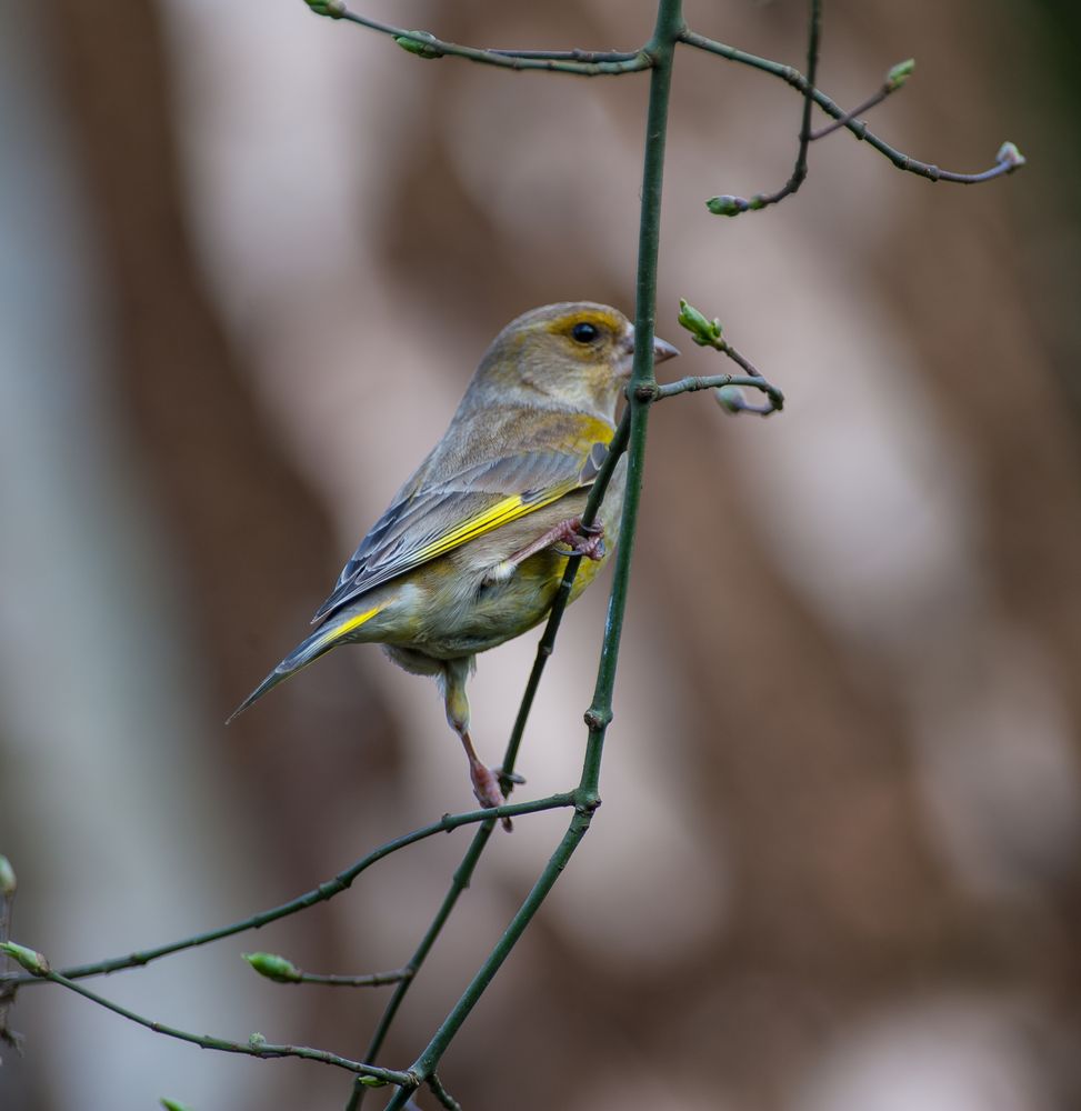 Grünling III, Carduelis chloris