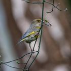 Grünling III, Carduelis chloris