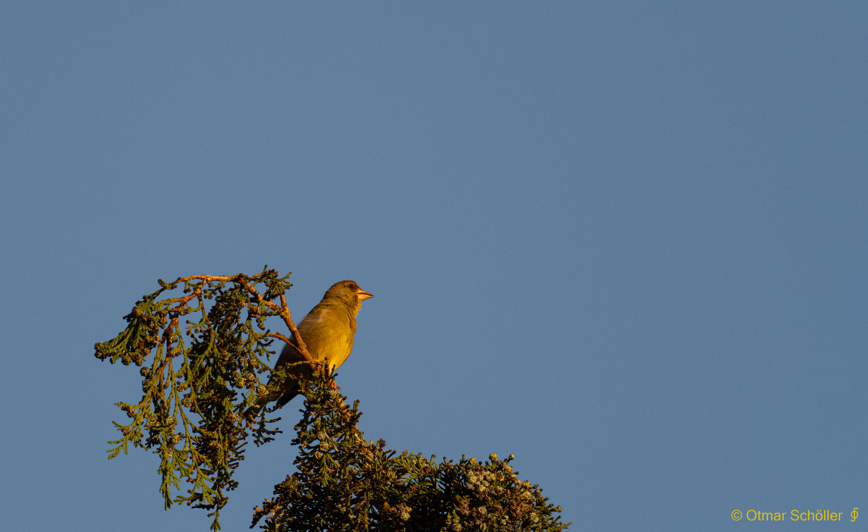 Grünling im Abendlicht_1