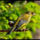 - Grünling männl. - ( Carduelis chlois )