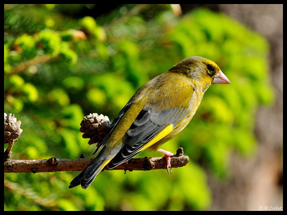 - Grünling männl. - ( Carduelis chlois )