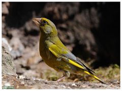 - Grünling  männlich  -         ( Carduelis chloris )