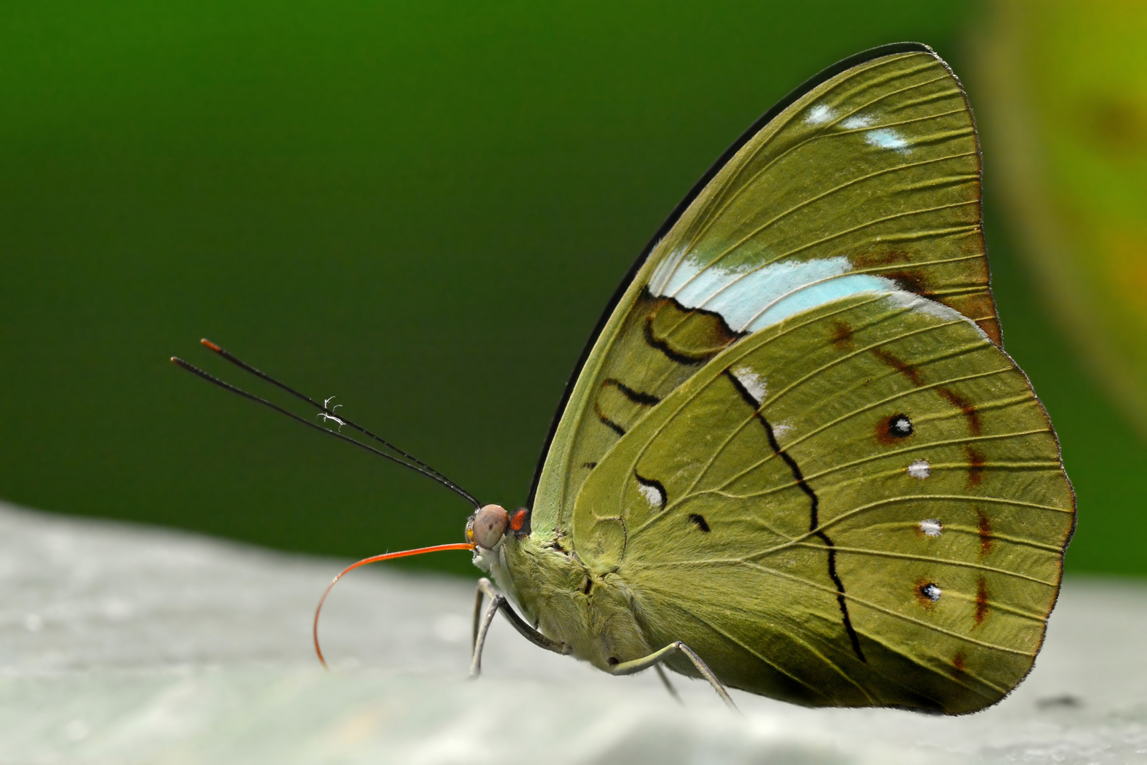 Grünling - Nessaea auglara