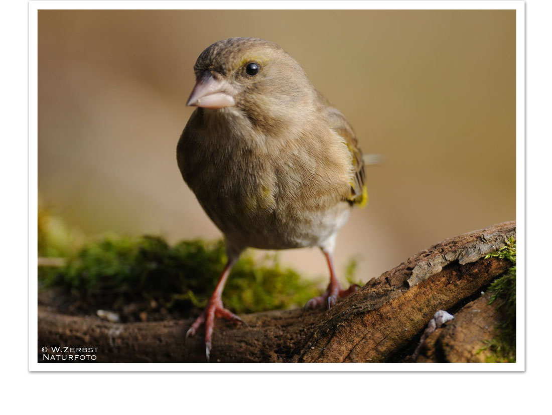 - Grünling weiblich - ( Carduelis chloris )