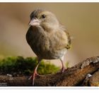 - Grünling weiblich - ( Carduelis chloris )