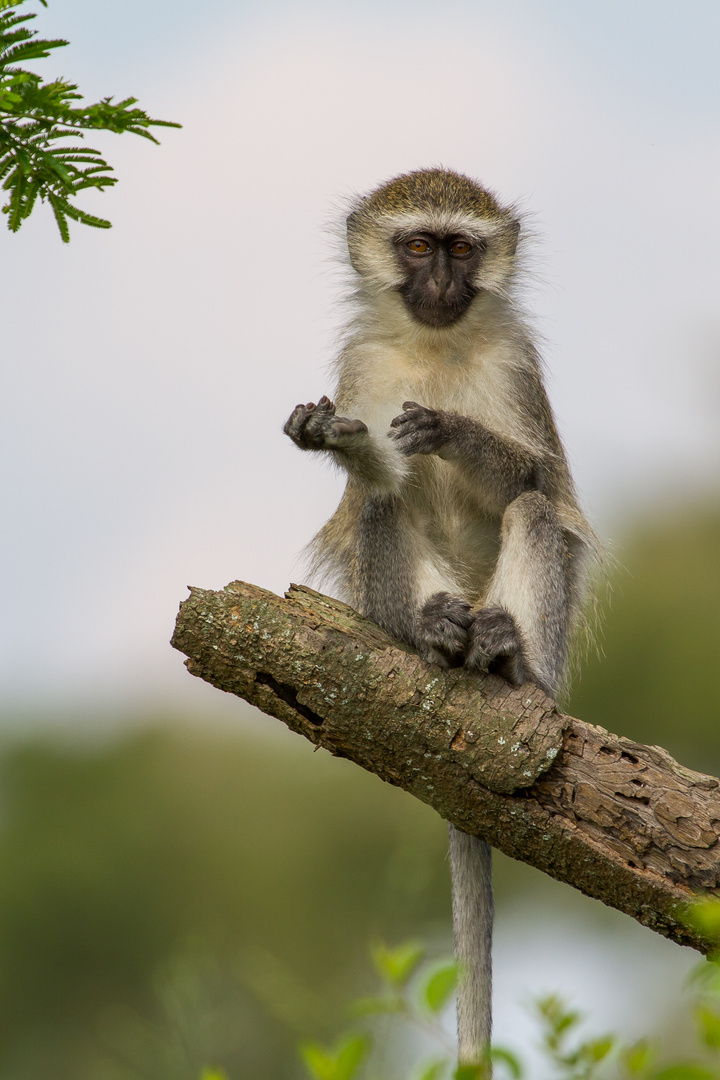 Grünmeerkatze