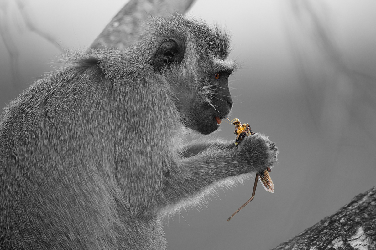 Grünmeerkatze (Vervet Monkey) mit Riesenheuschrecke