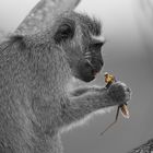 Grünmeerkatze (Vervet Monkey) mit Riesenheuschrecke