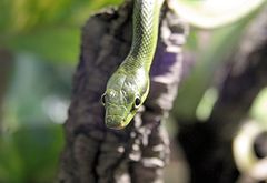 Grünnatter (Gonyosoma oxycephalum),