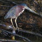 Grünreiher (Butorides virescens), Orosi, Costa Rica