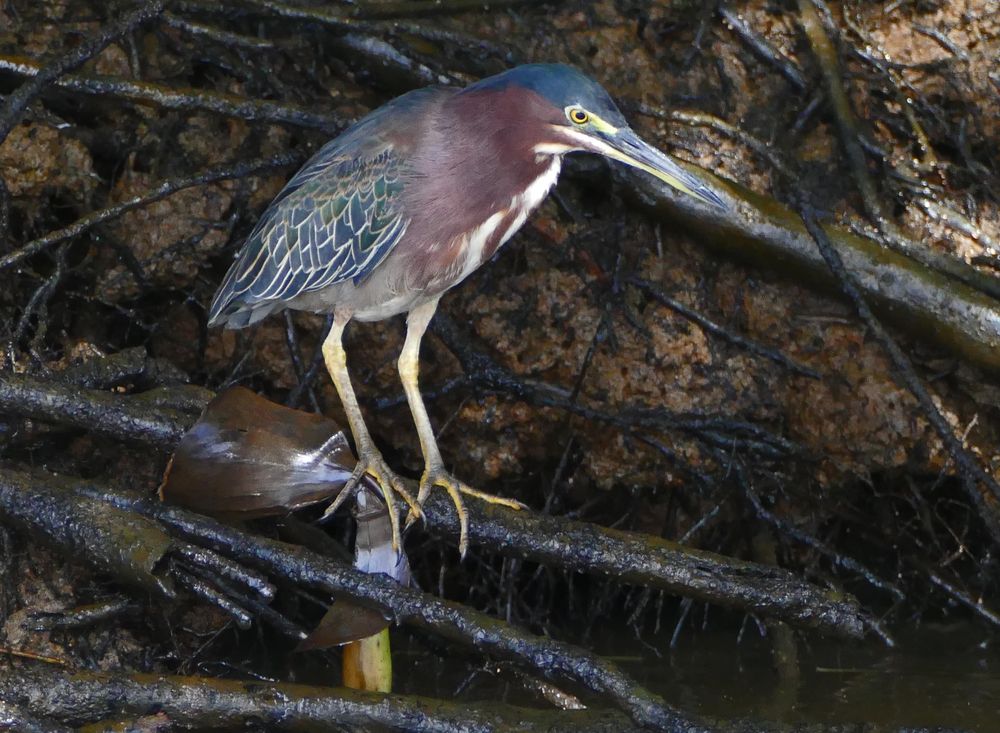 Grünreiher (Butorides virescens), Orosi, Costa Rica