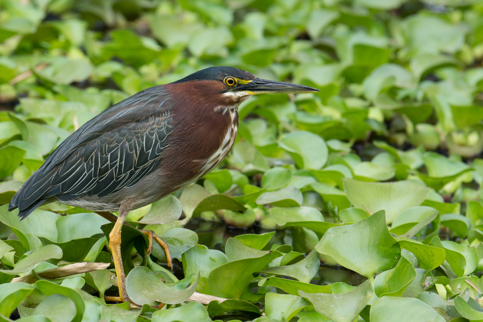 Grünreiher (Butorides virescens), Orosi, Costa Rica