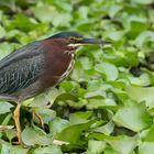 Grünreiher (Butorides virescens), Orosi, Costa Rica