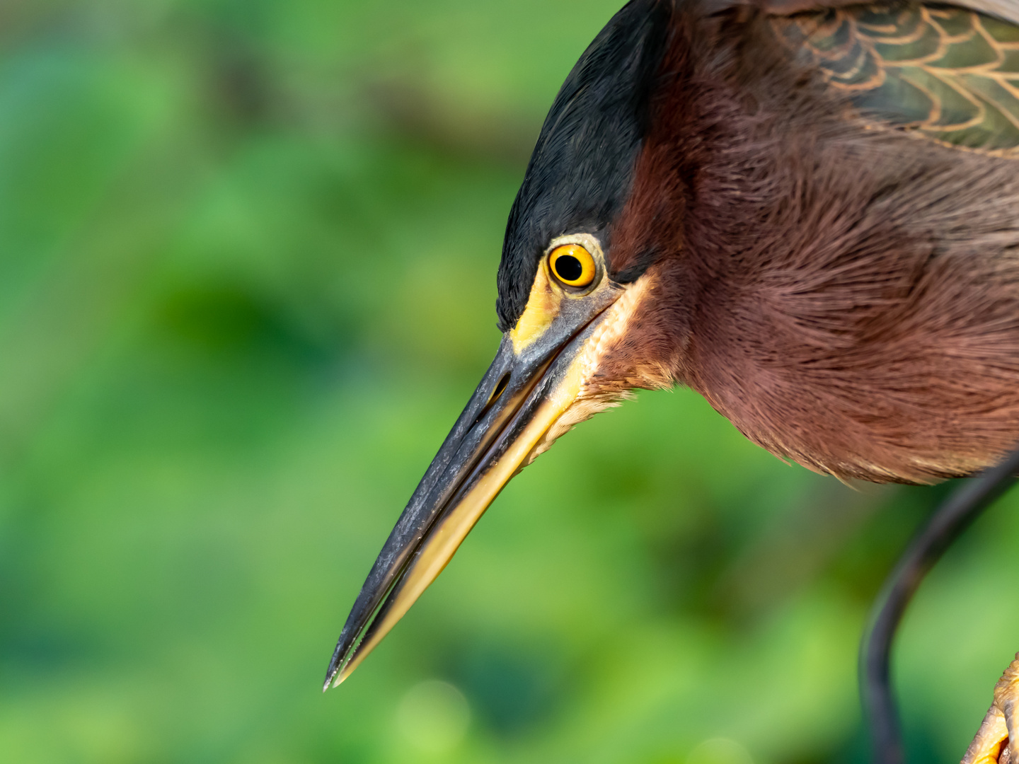 Grünreiher - Costa Rica