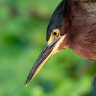 Grünreiher - Costa Rica