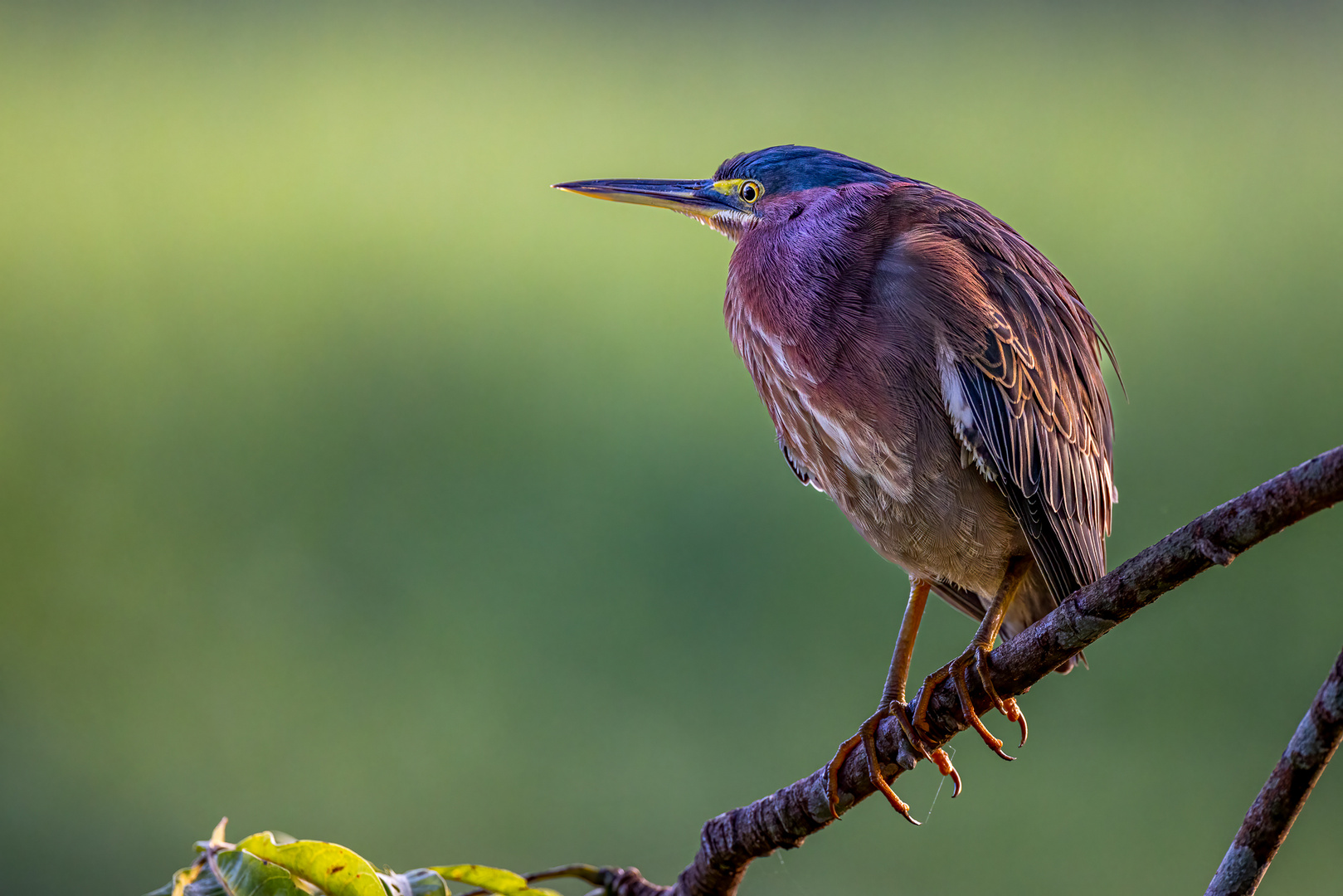 Grünreiher (Green Heron) 