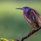 Grünreiher (Green Heron) 