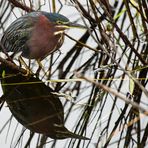 Grünreiher - Green Heron