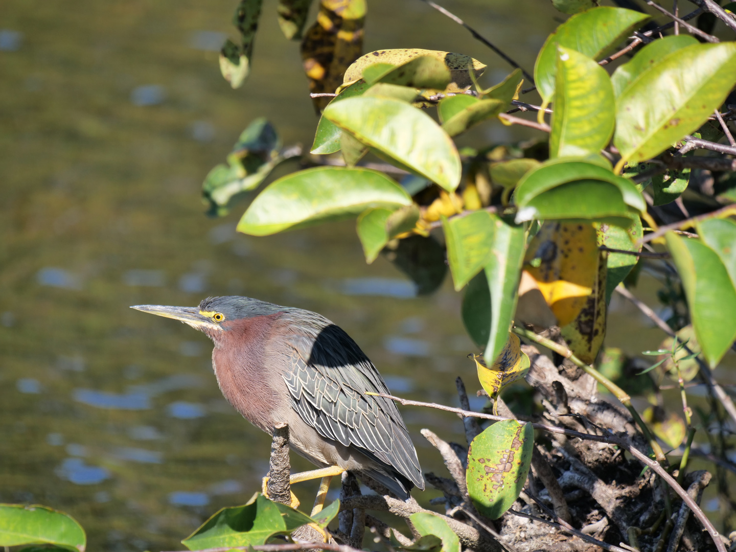 Grünreiher  (green heron) Butorides virescens)