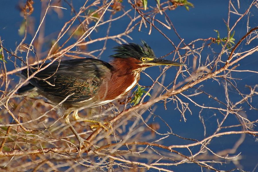 Grünreiher - Green Heron (Butorides virescens)