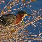 Grünreiher - Green Heron (Butorides virescens)