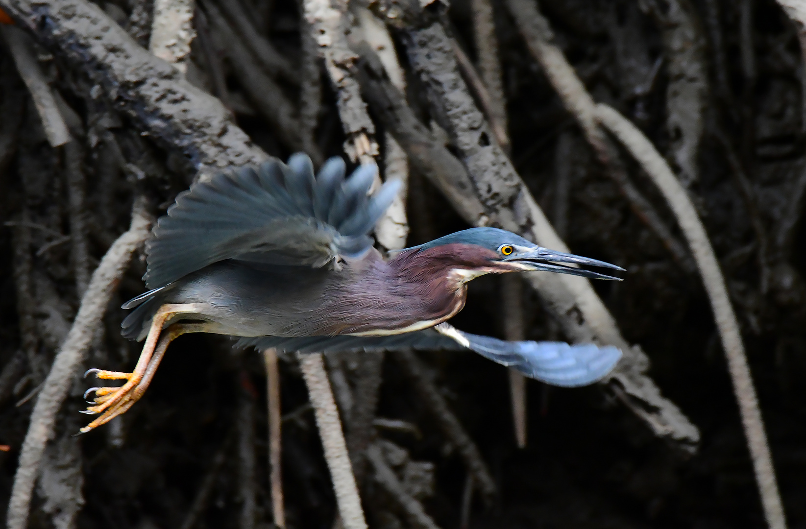 Grünreiher im Flug